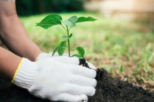 tree planting